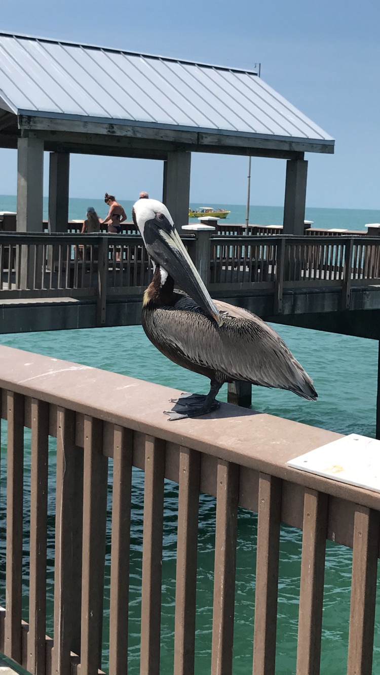 Frenchy's Clearwater Beach