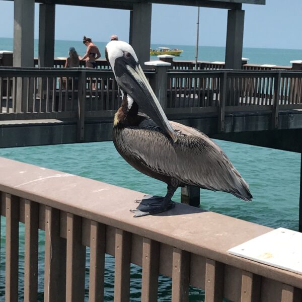 Things to see at Clearwater Beach — a pelican on Pier 60