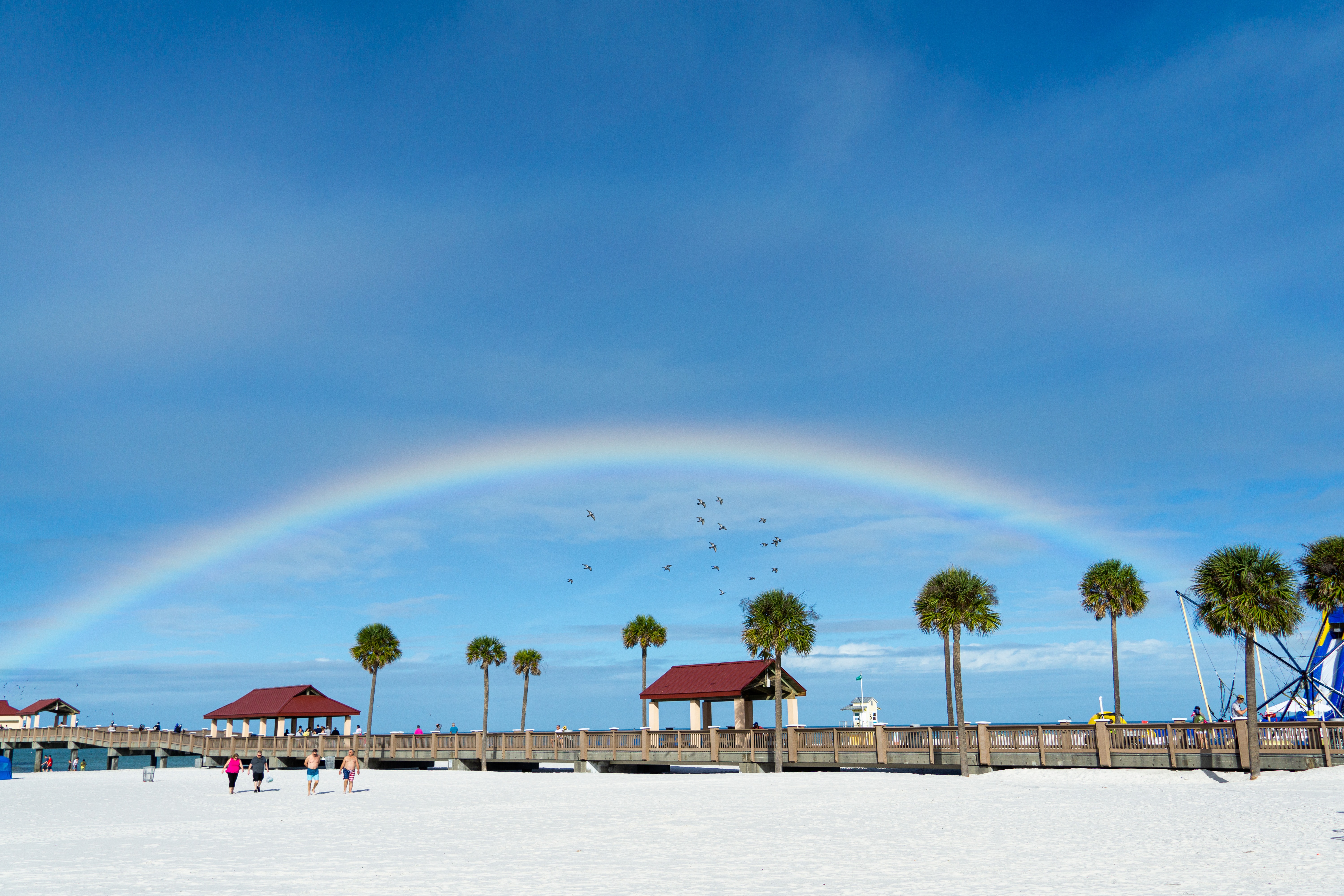 Sea turtle nesting at Clearwater Beach